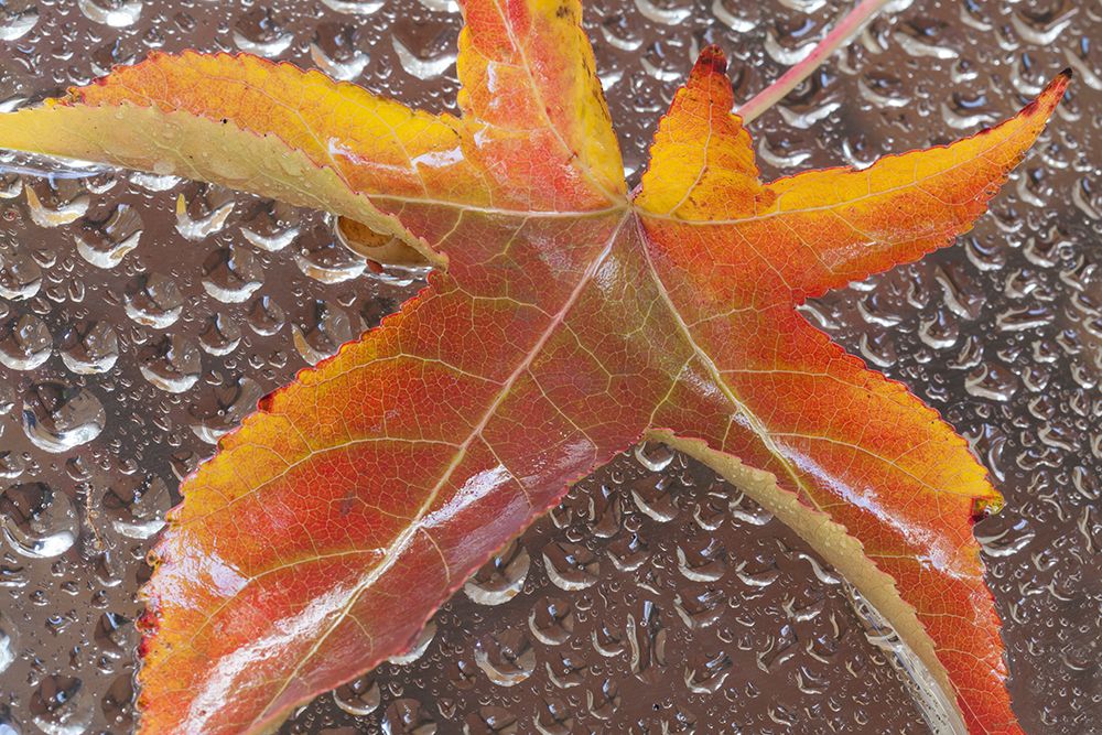 Mexico, Baha California, Tecate. Fall leaf and water drops